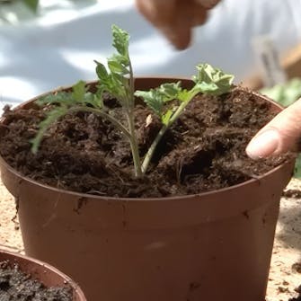 stikling tomat stikling tomat